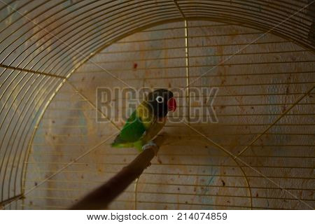 beautiful a green parrot masked lovebird sitting