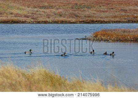 View of ducks in Evros river Greece.