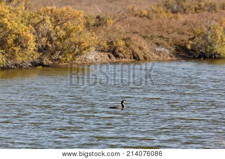 View of cormorant in Evros river Greece.