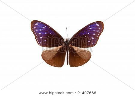 Braun und blau Schmetterling Euploea Paenareta isoliert auf weißem Hintergrund