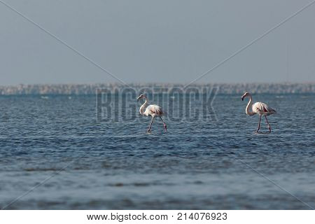 View of pink flamingos in Evros Greece.