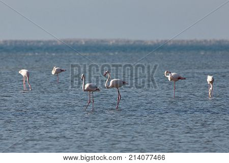 View of pink flamingos in Evros Greece.