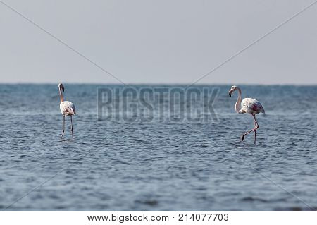 View of pink flamingos in Evros Greece.