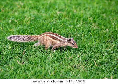 Close-up of Northern palm squirrel  