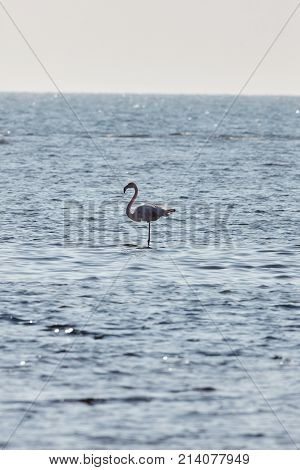 View of pink flamingo bird in Evros Greece.