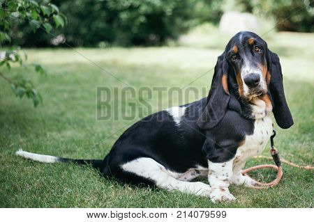 Young Tricolor basset hound puppy sitting in the garden on a summer's day looking sad