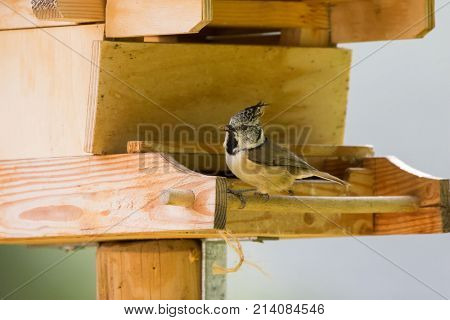 Cute European Crested Tit bird with seeds in its beak perching on wooden bird house feeder, Autumn in Austria, Europe (Lophophanes cristatus)