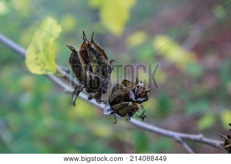 Hibiscus seeds emerging from seed pods with Niesthrea louisianica bugs horizontal aspect