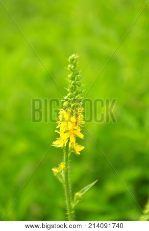 Common Agrimony (agrimonia Eupatoria)