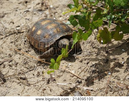 Tortoise Walking On The Sand On A Beach