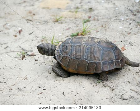 Tortoise Walking On The Sand On A Beach