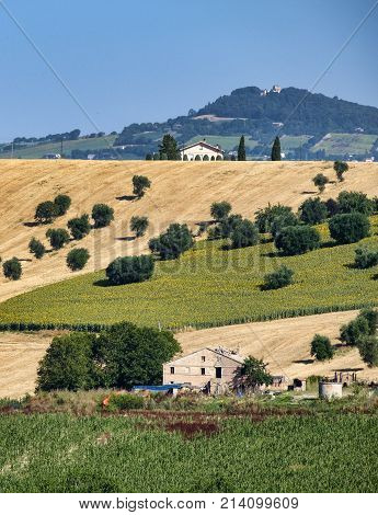 Rural Landscape Near Recanati (italy)