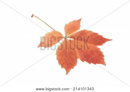 Autumn Leaves Of Grapes Isolated On White Background