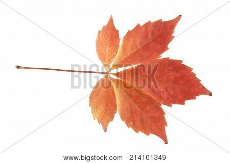 Autumn Leaves Of Grapes Isolated On White Background