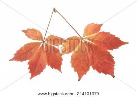 Autumn Leaves Of Grapes Isolated On White Background
