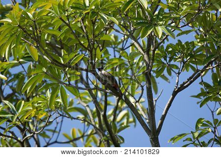 Red Whiskered Bulbul Bird On Tree