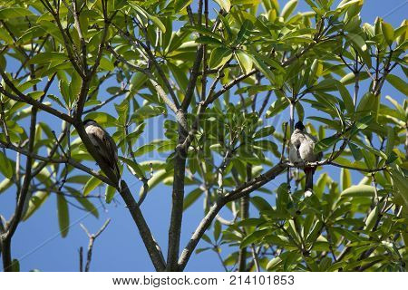 Red Whiskered Bulbul Bird On Tree