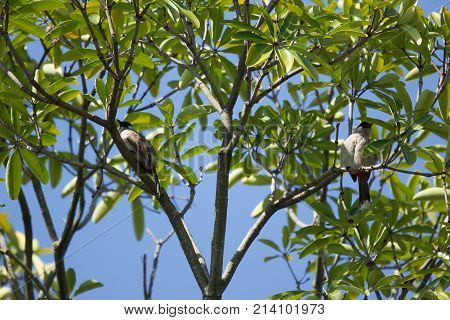 Red Whiskered Bulbul Bird On Tree