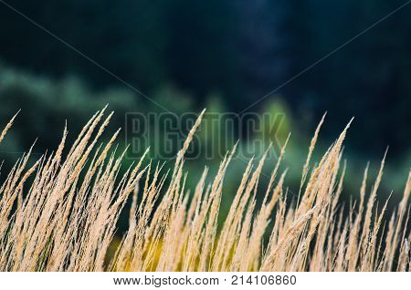 Autumn Landscape Background