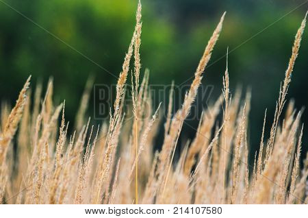Autumn Landscape Background