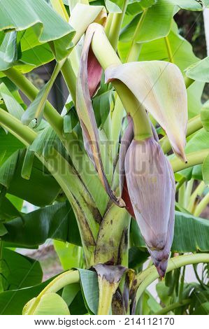 Banana Blossom Hanging On A Banana Tree