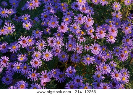 A beautiful violet flowers in the garden. With nice small violet petals. A clodeup image.