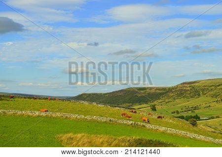 Cows in a Castleton field in the Peak District National Park