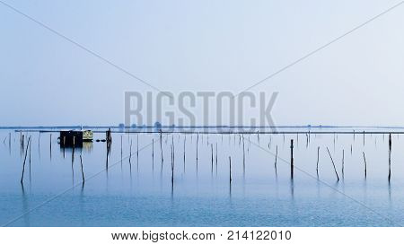 Shellfish Farming From Po River Lagoon, Italy