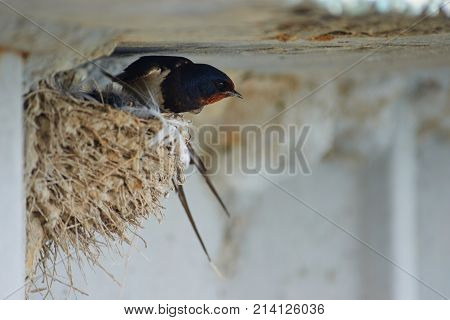 Nest of swallows.
The swallows and martins, or Hirundinidae, are a family of passerine birds found around the world on all continents except Antarctica.