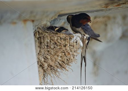 Nest of swallows.
The swallows and martins, or Hirundinidae, are a family of passerine birds found around the world on all continents except Antarctica.