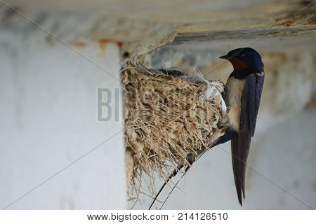 Nest of swallows.
The swallows and martins, or Hirundinidae, are a family of passerine birds found around the world on all continents except Antarctica.