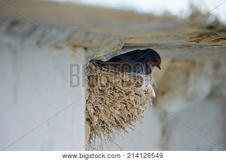 Nest of swallows.
The swallows and martins, or Hirundinidae, are a family of passerine birds found around the world on all continents except Antarctica.