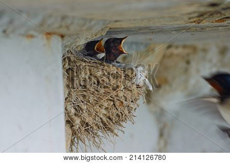 Nest of swallows.
The swallows and martins, or Hirundinidae, are a family of passerine birds found around the world on all continents except Antarctica.