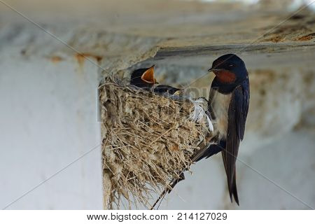 Nest of swallows.
The swallows and martins, or Hirundinidae, are a family of passerine birds found around the world on all continents except Antarctica.