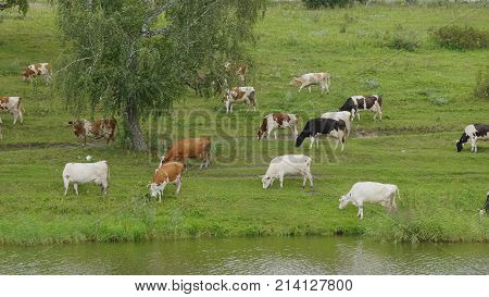 Landscape with a herd of cows in the on coast of the lake.