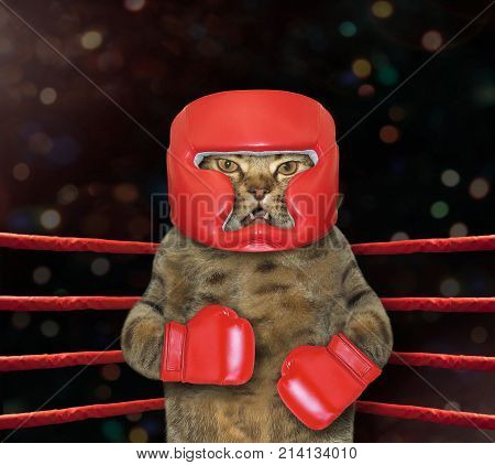 The cat boxer is in a boxing ring.