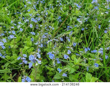Beautiful natural wallpaper - summer-spring juicy meadow grass with many small blue florets. The nice wildflowers Veronika chamaedrys close-up - excellent refreshing and inspiring floral background of wild field grass