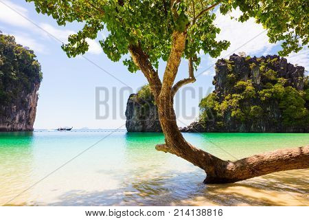 Tree growing on shore against rocks in sea at beach in Aonang Krabi Thailand