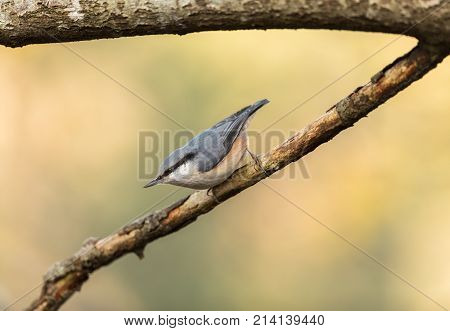 Eurasian Nuthatch Sitta Europaea Sitting On Dead Branch, Vertical Image