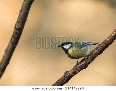 Great Tit Pearched On A Branch, Natural Golden Background