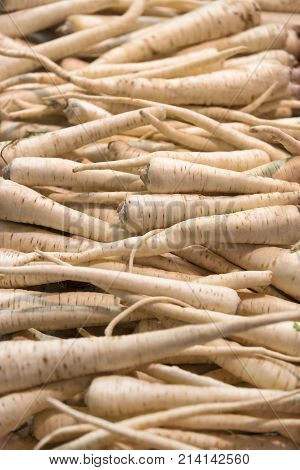 The background of the roots of parsley is shot close-up