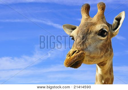 Sorridente giraffa