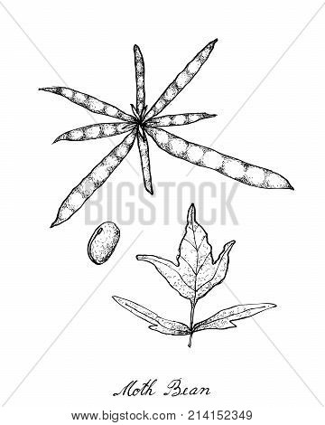 Vegetable and Herb, Illustration of Hand Drawn Sketch Moth Bean Plant and Pods, Good Source of Dietary Fiber, Vitamins and Minerals.