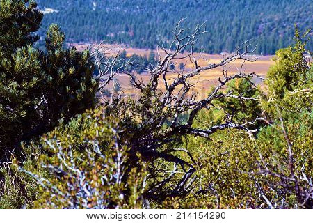 Pine forest on a mountain peak with a rural alpine meadow beyond taken at Holcomb Valley in the San Bernardino Mountains, CA