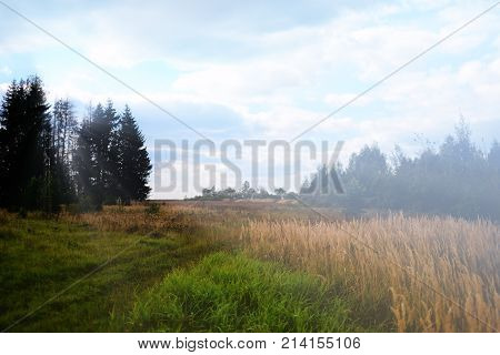 Field And Forest