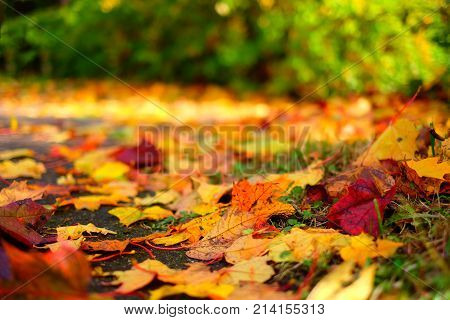 Colorful Autumn Leaves