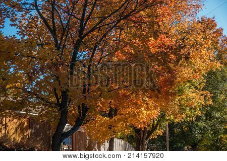 Autumn trees with brillant colors line a street in Burien Washington.