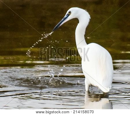 Egret feeding, water droplets flying from it's beak, after grabbing a small fish from the lake