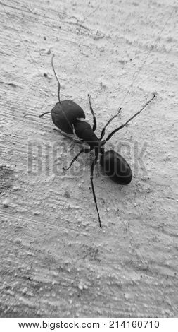 Giant Black ant on a white background