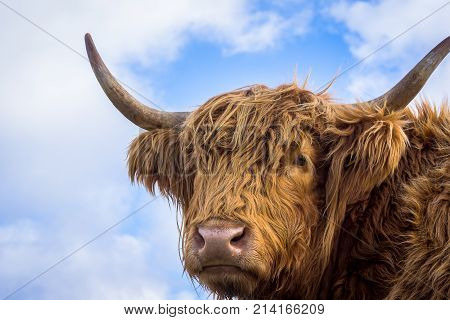 Brown long hair highland cow aginst the sky looking into the camera Sjaelland Denmark October 6 2017